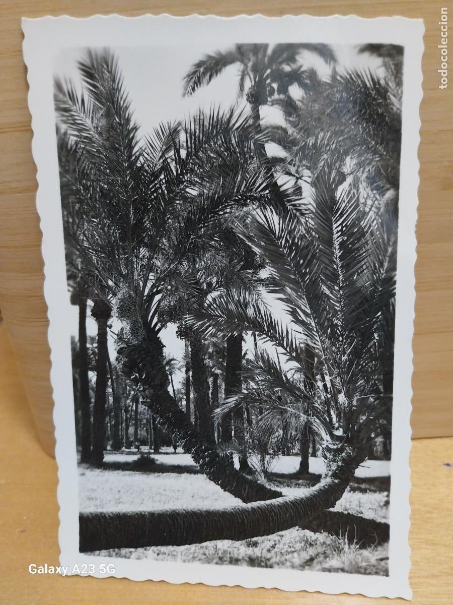 Postales: PALMERAS ROMEO Y JULIETA ELCHE ED ARRIBAS 115 CIRCULADA A&Ntilde;O 1960