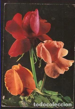Postales: Postal ROSAS A&Ntilde;O 1971 - Sin circular -Escrita - Foto 1