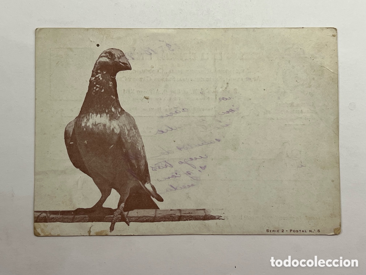 Postales: MADRID. Postal Exposici&oacute;n Internacional. Sociedad Nacional de Avicultores espa&ntilde;oles. Madrid (a.1902)