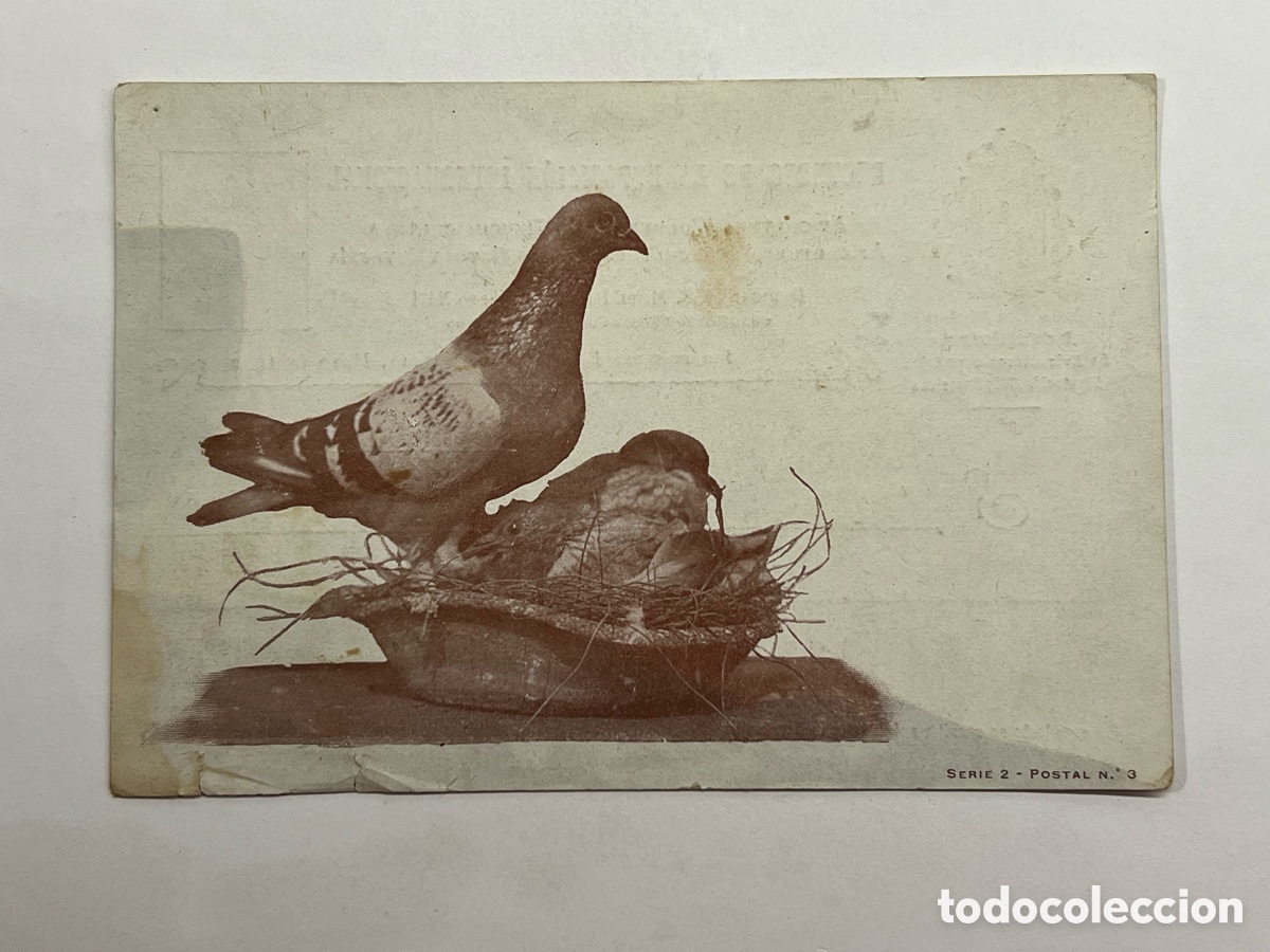 Postales: MADRID. Postal Exposici&oacute;n Internacional. Sociedad Nacional de Avicultores espa&ntilde;oles. Madrid (a.1902)