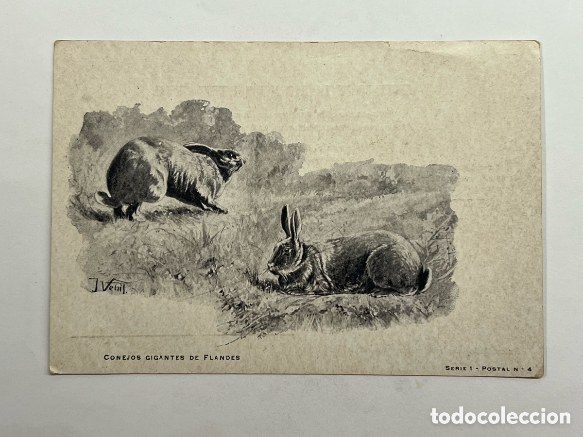 Postales: MADRID. Postal Exposici&oacute;n Internacional. Sociedad Nacional de Avicultores espa&ntilde;oles. Madrid (a.1902)