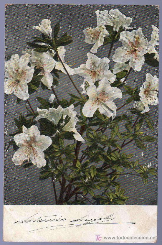 Postkarten: TARJETA POSTAL ANTIGUA DE FLORES. REVERSO NO DIVIDIDO