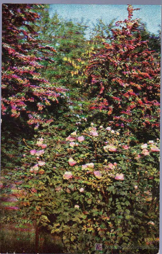 Postkarten: TARJETA POSTAL ANTIGUA DE FLORES.