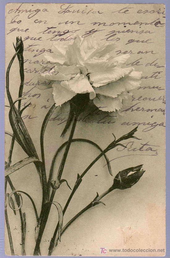 Cartoline: TARJETA POSTAL ANTIGUA DE FLORES. REVERSO NO DIVIDIDO