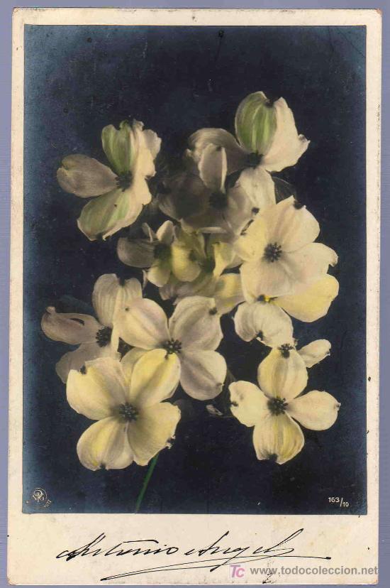 Cartoline: TARJETA POSTAL ANTIGUA DE FLORES. REVERSO NO DIVIDIDO