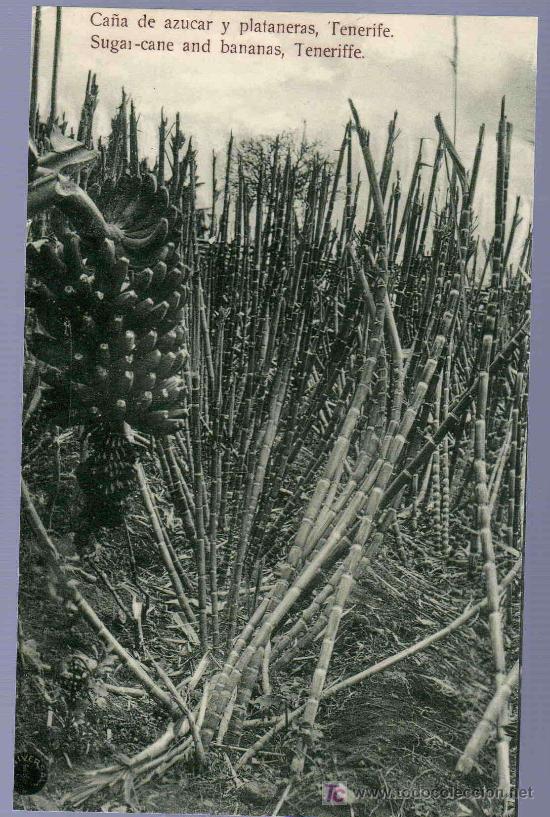 Cartoline: TARJETA POSTAL ANTIGUA DE FLORES.