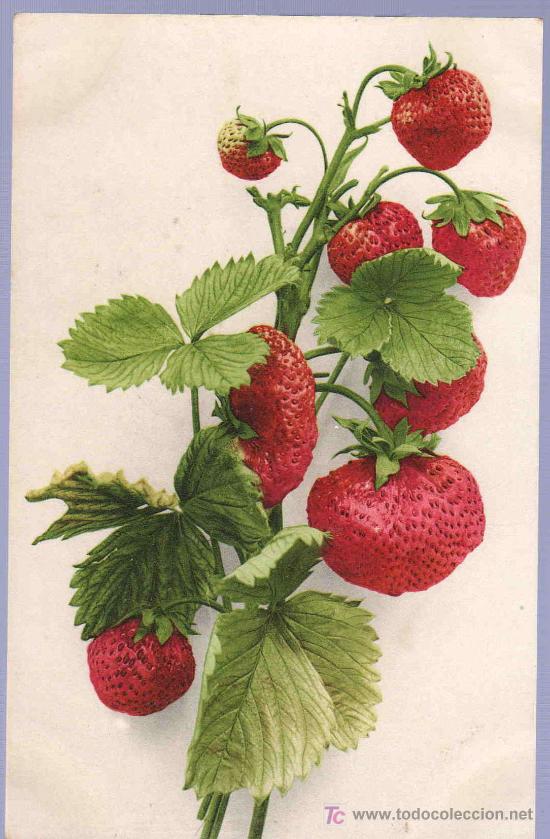 Cartoline: TARJETA POSTAL ANTIGUA DE FLORES.