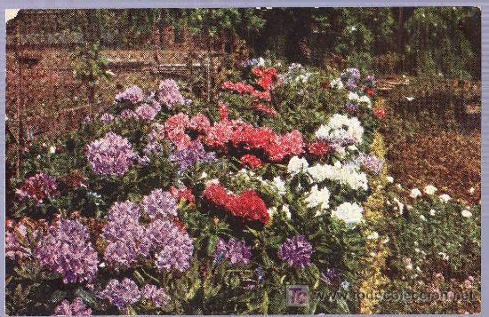 Postais: TARJETA POSTAL ANTIGUA DE FLORES.