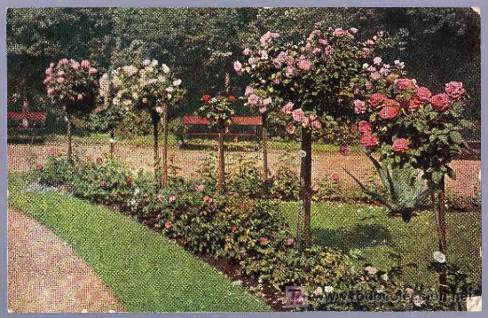 Postais: TARJETA POSTAL ANTIGUA DE FLORES.