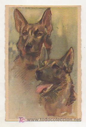 Postales: POSTAL ILUSTRADA POR T. CORBELLA. PERROS. PASTOR ALEMAN.