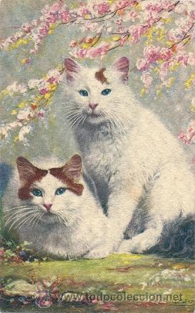 Cartoline: 8201 - C. M&Uuml;LLER - ANTIGUA POSTAL GATITOS ENTRE FLORES DE CEREZO - EDICIONES AMV N&ordm; 1635