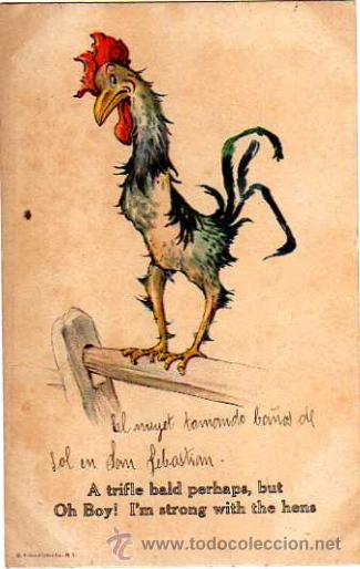 Postales: Gallo , escrita. - Foto 1