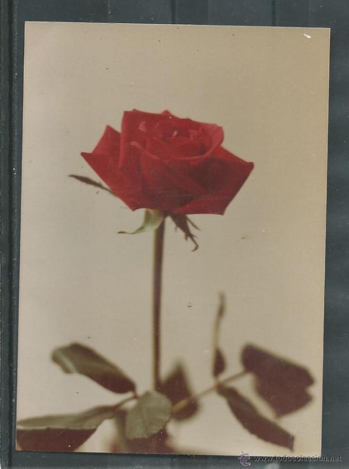 Cartes Postales: LOTE DE CUATRO FOTOS DE ROSAS