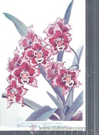 Postkarten: TARJETA POSTAL FLORES, ODONTIODA CORONATION, COLECCTION DE LA CHOLEINE CAMUS