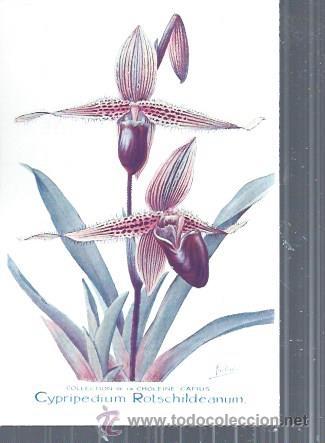 Postkarten: TARJETA POSTAL FLORES, CYPRIPEDIUM ROTSCHILDEANUM, COLECCTION DE LA CHOLEINE CAMUS