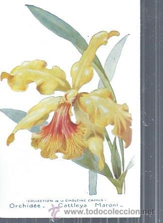 Postkarten: TARJETA POSTAL FLORES, ORCHIDEE CATTLEYA MARONI, COLECCTION DE LA CHOLEINE CAMUS