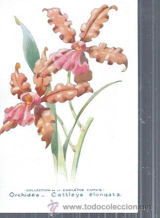Postkarten: TARJETA POSTAL FLORES, ORCHIDEE CATTLEYA ELONGATA, COLECCTION DE LA CHOLEINE CAMUS