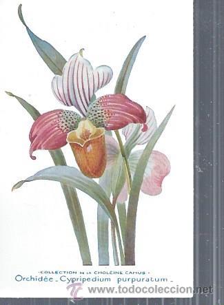 Postkarten: TARJETA POSTAL FLORES, ORCHIDEE CUPRIPEDIUM PURPURATUM, COLECCTION DE LA CHOLEINE CAMUS