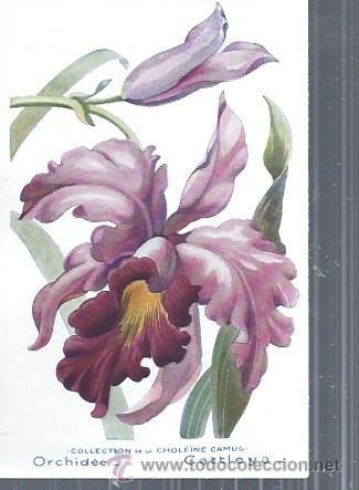 Postkarten: TARJETA POSTAL FLORES, ORCHIDEE CATTLEYA, COLECCTION DE LA CHOLEINE CAMUS