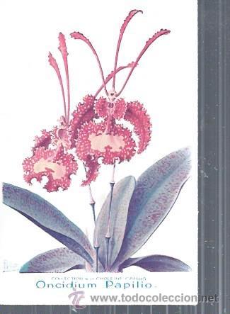 Postkarten: TARJETA POSTAL FLORES, ONCIDIUM PAPILIO, COLECCTION DE LA CHOLEINE CAMUS
