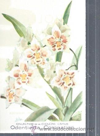 Postkarten: TARJETA POSTAL FLORES, ODONTIODA CORONATION, COLECCTION DE LA CHOLEINE CAMUS