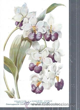 Postkarten: TARJETA POSTAL FLORES, ORCHIDEE VANDEAE, COLLECTION DE LA CHOL&Euml;INE CAMUS