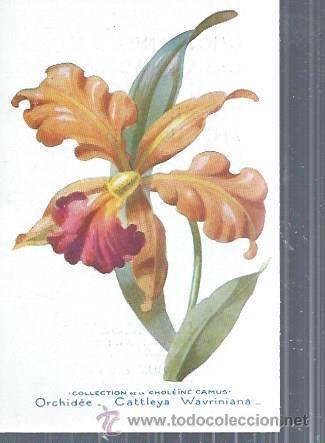 Postkarten: TARJETA POSTAL FLORES, ORCHIDEE CATTLEYA WAVRINIANA, COLLECTION DE LA CHOL&Euml;INE CAMUS