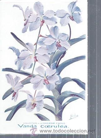 Postkarten: TARJETA POSTAL FLORES, VANDA COERULEA, COLLECTION DE LA CHOL&Euml;INE CAMUS