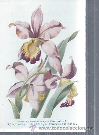 Postkarten: TARJETA POSTAL FLORES, ORCHID&Eacute;E CATTLEYA HARRISONIANA, COLLECTION DE LA CHOL&Euml;INE CAMUS