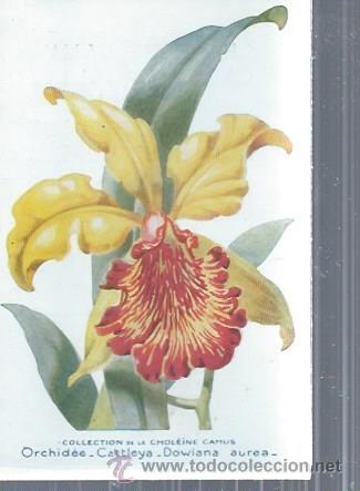Postkarten: TARJETA POSTAL FLORES, ORCHID&Eacute;E CATTLEYA DOWIANA, COLLECTION DE LA CHOL&Euml;INE CAMUS