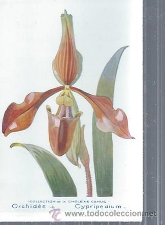 Postkarten: TARJETA POSTAL FLORES, ORCHID&Eacute;E CYPRIPEDIUM, COLLECTION DE LA CHOL&Euml;INE CAMUS