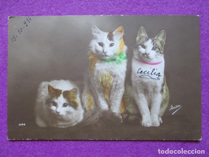 Cartoline: POSTAL, GATOS, GATITOS, P82