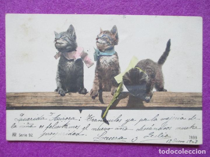 Cartoline: POSTAL, GATOS, GATITOS, P89