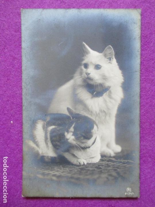 Cartoline: POSTAL, GATOS, GATITOS, P92