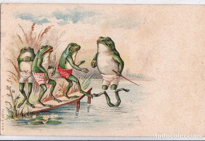 Postales: POSTAL CON RANAS NADANDO. - Foto 1