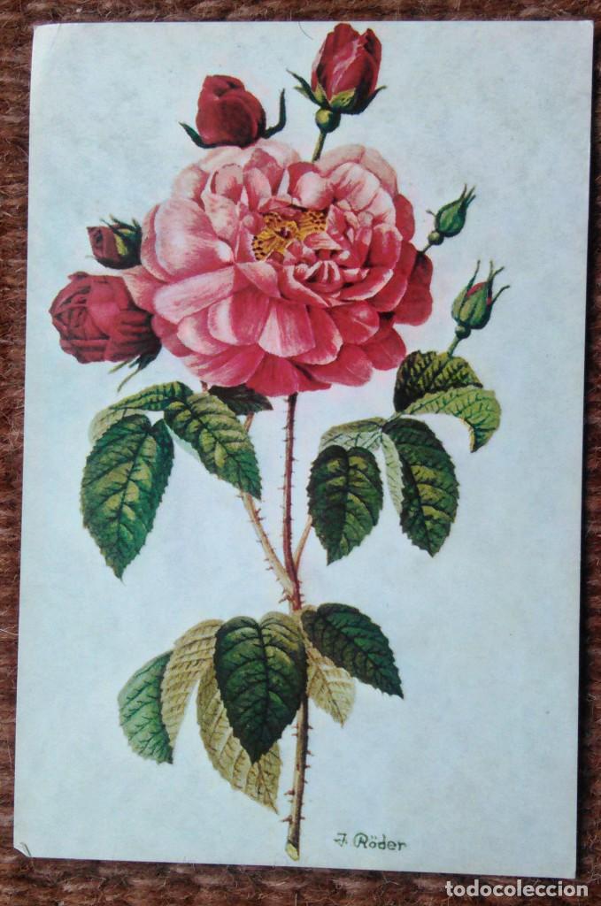 Postales: UNA ROSA - Foto 1