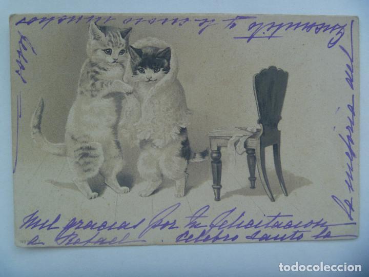 Cartoline: POSTAL CON DIBUJO DE GATOS , PRINCIPIOS DE SIGLO, CIRCULADA CON SELLO DE ALFONSO XIII NI&Ntilde;O