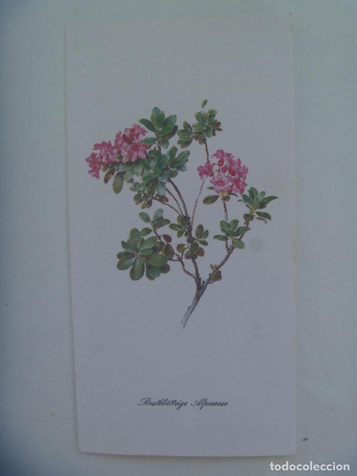 Postales: BONITA TARJETA DE FELICITACION CON DIBUJO DE FLOR , EN ALEMAN