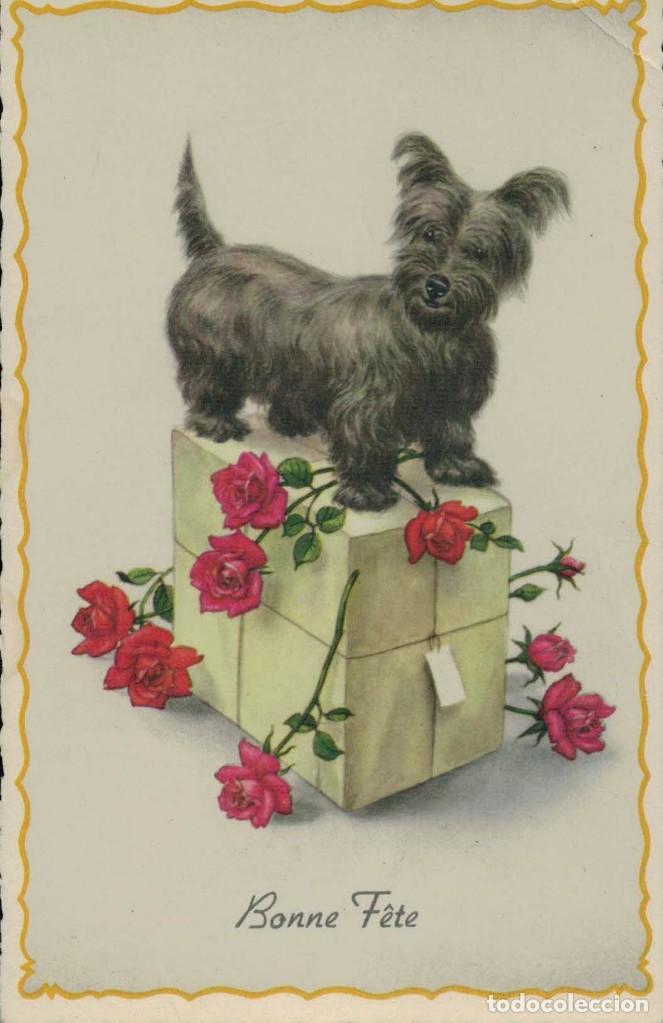 Postcards: Postal antigua sin circular. Bonne F&ecirc;te. Perro sobre regalo con flores