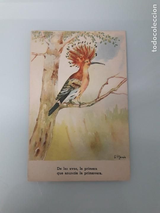 Postcards: TARJETA POSTAL - ILUSTRACI&Oacute;N DE E. MOR&Aacute;N - DIBUJO DE AVE EN COLOR - SIN CIRCULAR
