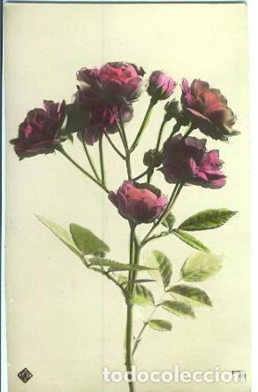 Postales: Rosas - Foto 1