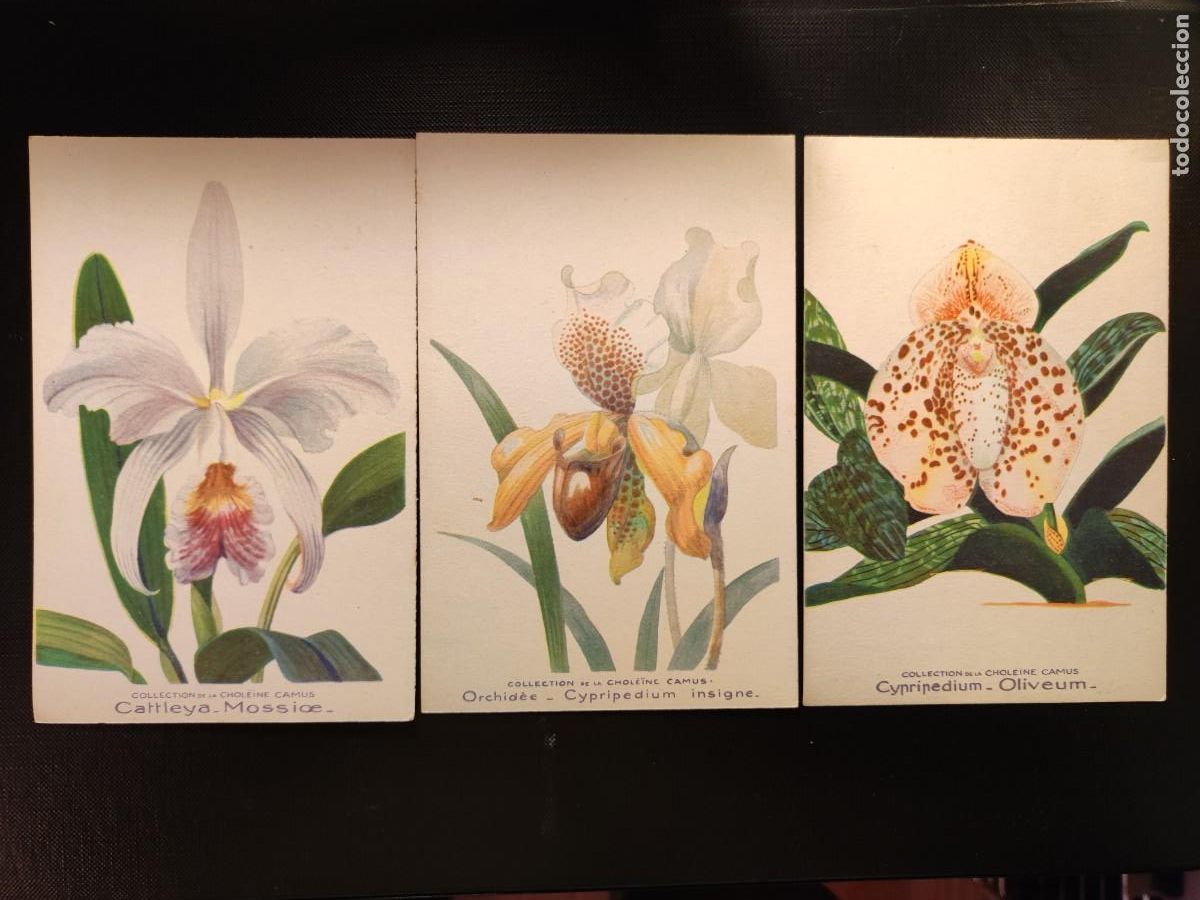 Postcards: 3 POSTALES DE CHOLEINE CAMUS. CATTLEYA MOSSIOE, ORCHIDEE CYPRIPEDIUM INSIGNE,CYPRIPEDIUM OLIVEUM.JJZ