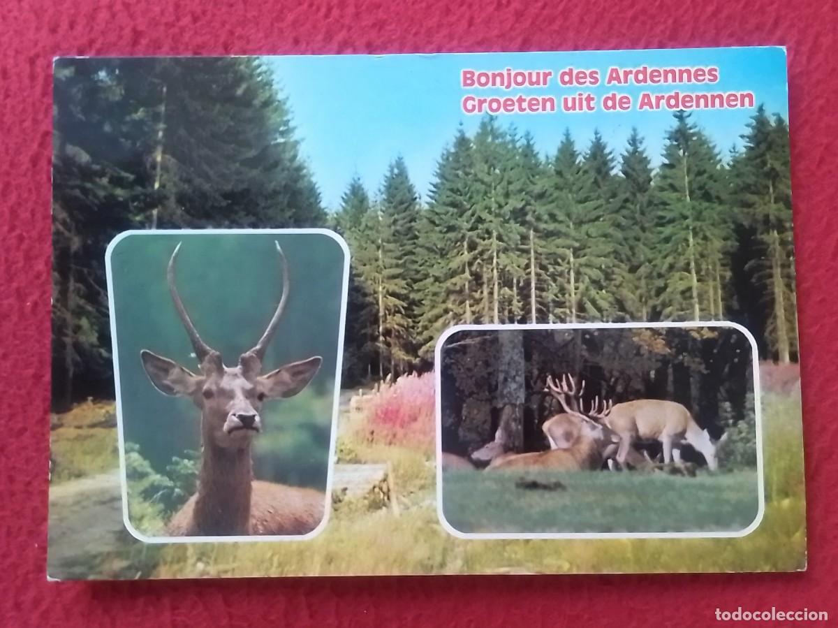 Postkarten: POSTAL CARTE POSTALE BONJOUR DES ARDENNES..LAS ARDENAS B&Eacute;LGICA BELGIUM BELGIQUE CIERVOS CERF DEER...