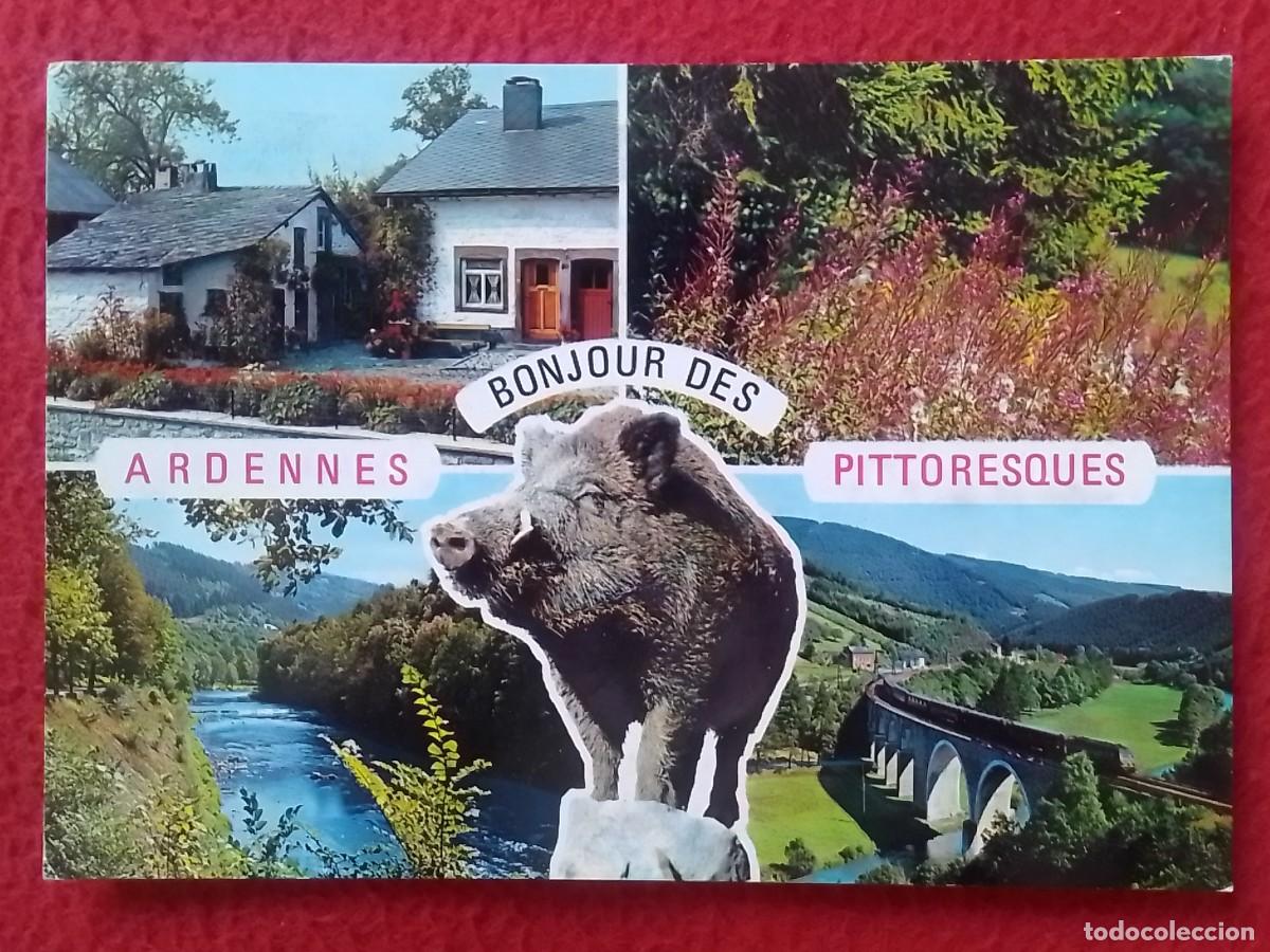 Postales: POSTAL CARTE POSTALE ARDENNES PITTORESQUES BONJOUR DES..B&Eacute;LGICA WILD BOARS JABAL&Iacute; SANGLIERS VISTAS..