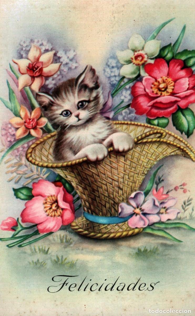 Postales: postal felicidades con un gato y flores escrita