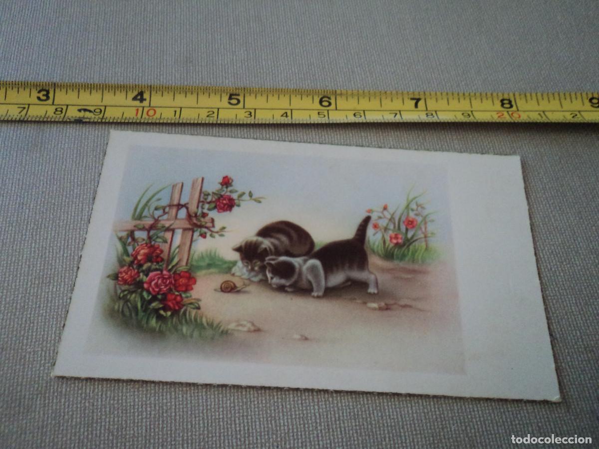 Postcards: GATOS Y CARACOL, ED. C Y Z 563, CIRCULADA