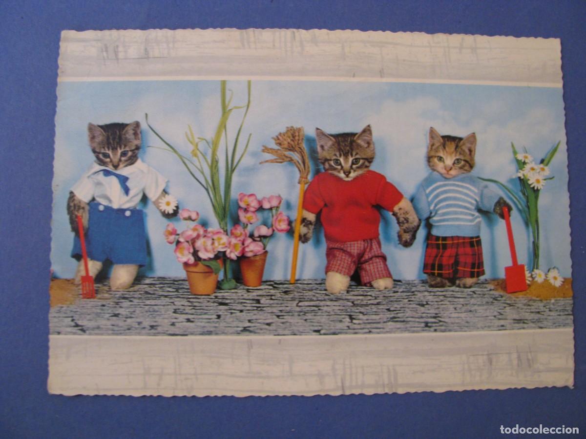 Cartoline: POSTAL DE ED. KR&Uuml;GER, ALEMANIA. GATOS CON ROPA. CIRCULADA 1966.