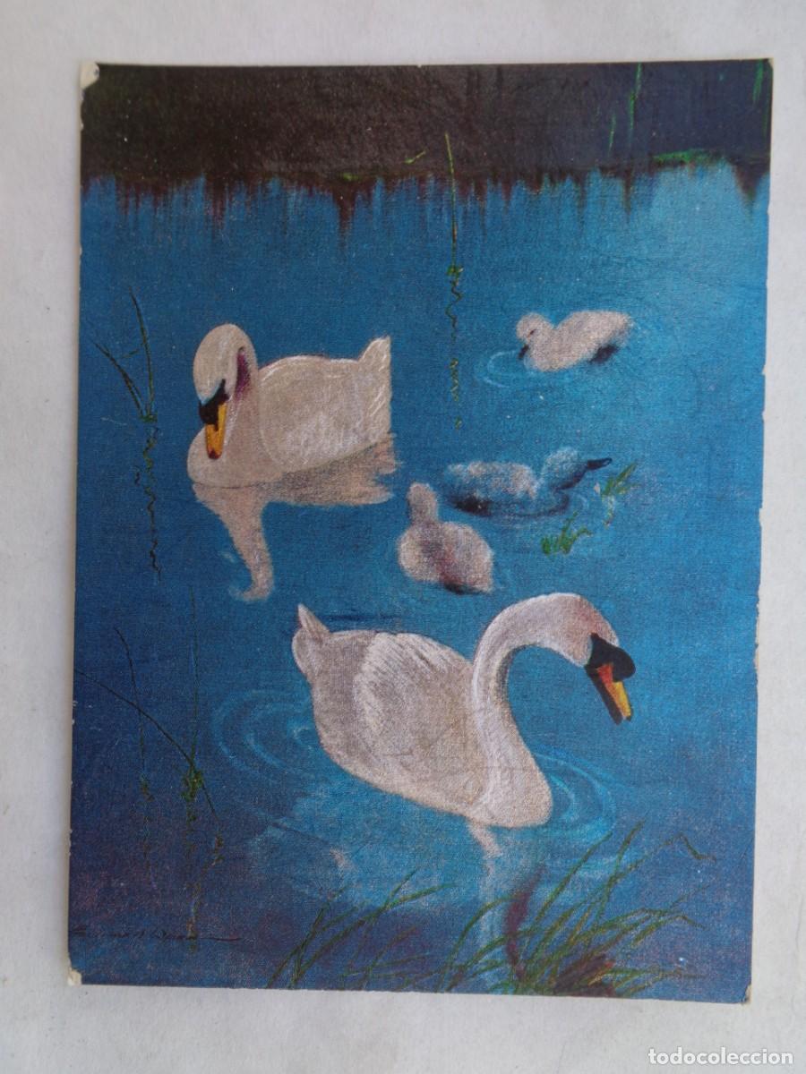 Cartoline: FOTO DE DIBUJO DE CISNES, CON BRILLO PLATEADO, ETC . A&Ntilde;OS 60
