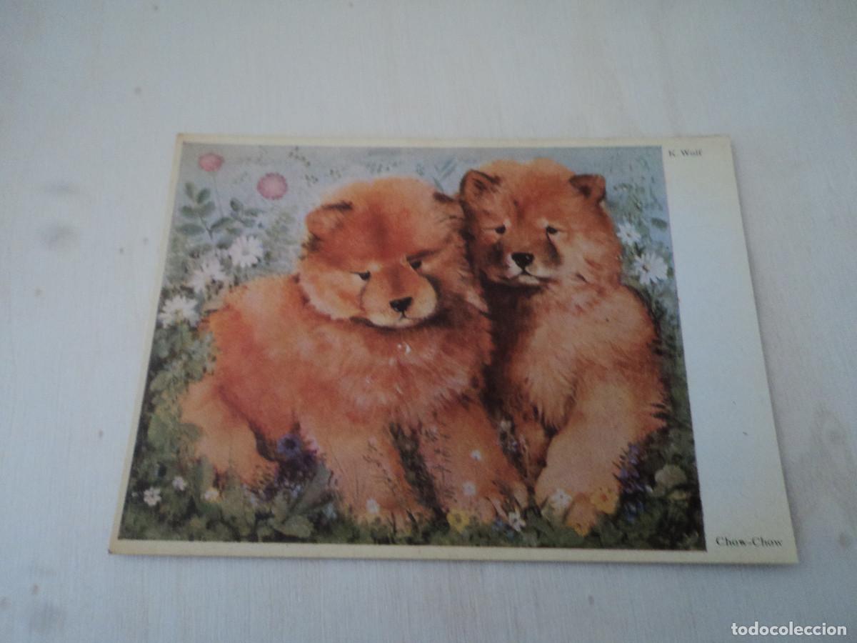 Postais: CHOW CHOW, K. WOLF, ED. EMIL, N&ordm; 2068, 14 X 10 CM