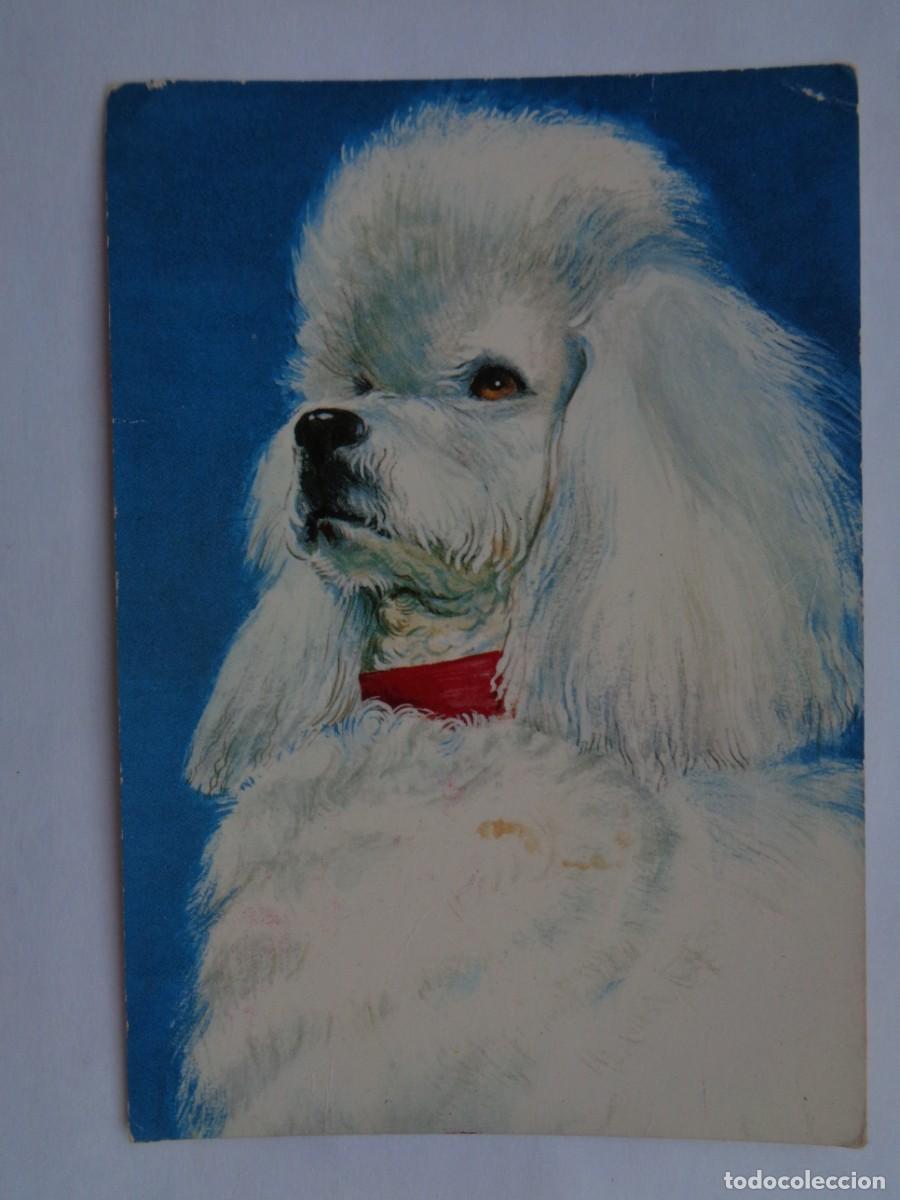 Postais: BONITA POSTAL DE DIBUJO DE PERRO CANICHE . A&Ntilde;OS 70